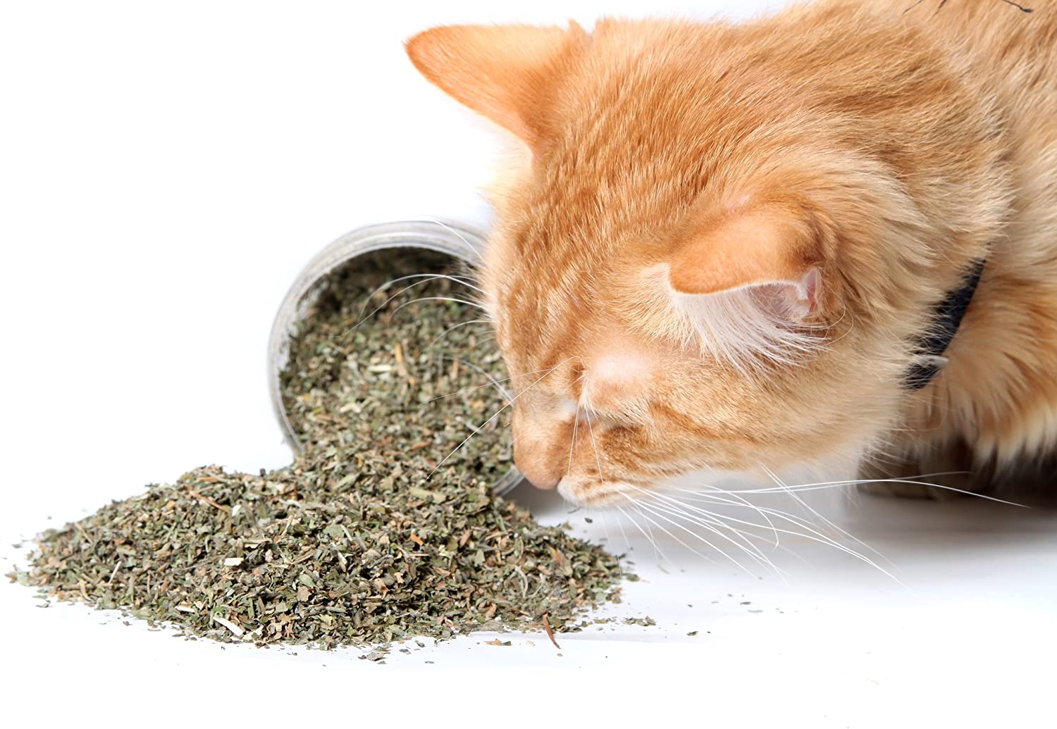 Cat Crack Catnip